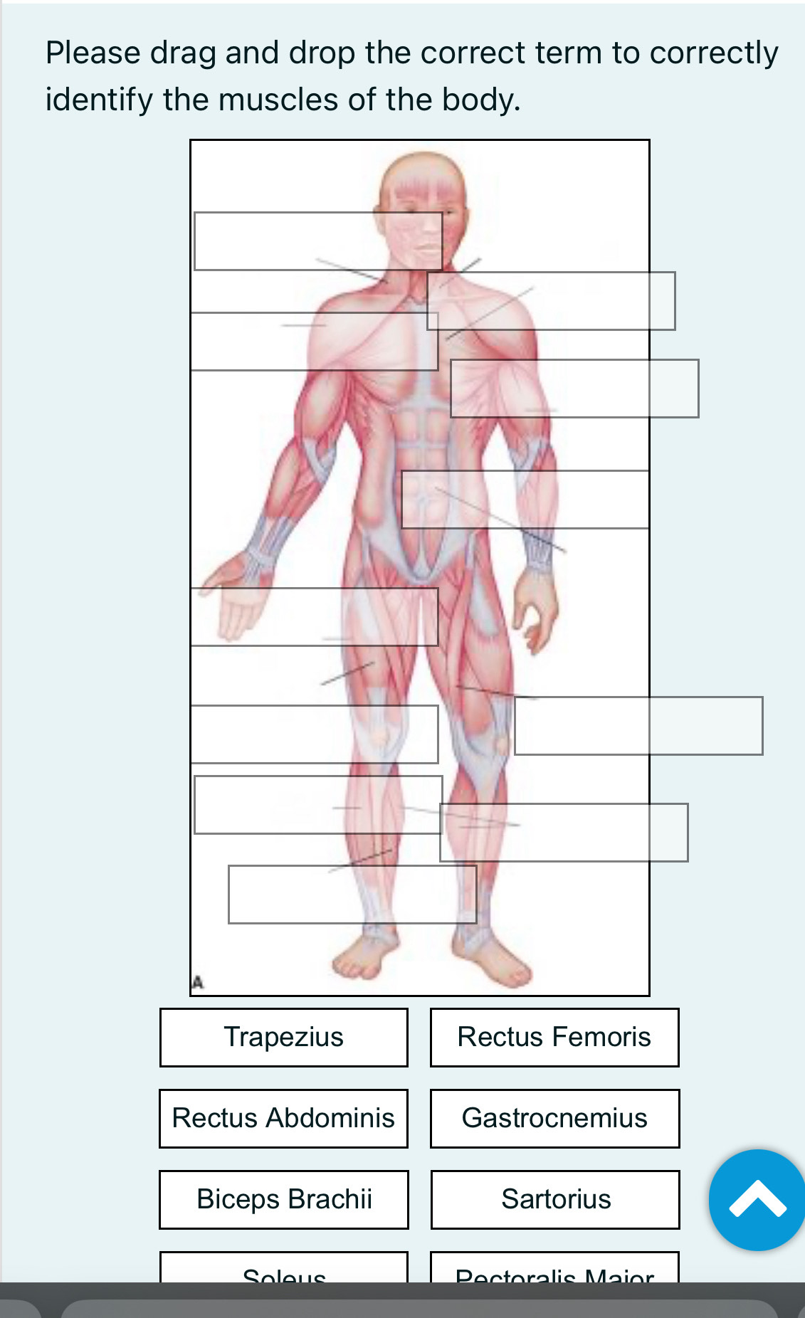 Please drag and drop the correct term to correctly 
identify the muscles of the body. 
Trapezius Rectus Femoris 
Rectus Abdominis Gastrocnemius 
Biceps Brachii Sartorius 
Sok ralis Maior