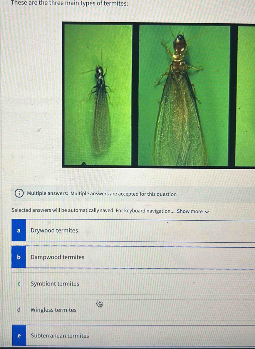 These are the three main types of termites:
i Multiple answers: Multiple answers are accepted for this question
Selected answers will be automatically saved. For keyboard navigation... Show more v
a Drywood termites
b Dampwood termites
C Symbiont termites
d Wingless termites
e Subterranean termites