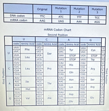 mRNA Codon Chart
8