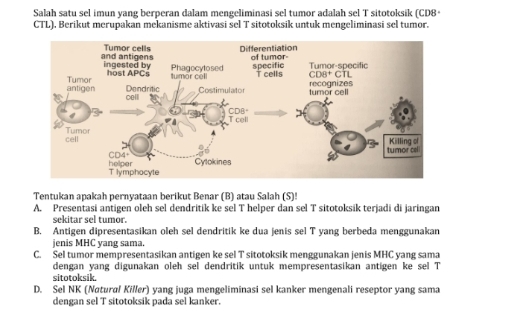 Salah satu sel imun yang berperan dalam mengeliminasi sel tumor adalah sel T sitotoksik (CD8*
CTL). Berikut merupakan mekanisme aktivasi sel T sitotoksik untuk mengeliminasi sel tumor.
Tentukan apakah pernyataan berikut Benar (B) atau Salah (S)!
A. Presentasi antigen oleh sel dendritik ke sel T helper dan sel T sitotoksik terjadi di jaringan
sekitar sel tumor.
B. Antigen dipresentasikan oleh sel dendritik ke dua jenis sel T yang berbeda menggunakan
jenis MHC yang sama.
C. Sel tumor mempresentasikan antigen ke sel T sitotoksik menggunakan jenis MHC yang sama
dengan yang digunakan oleh sel dendritik untuk mempresentasikan antigen ke sel T
sitotoksik
D. Sel NK (Nøtural Killer) yang juga mengeliminasi sel kanker mengenali reseptor yang sama
dengan sel T sítotoksik pada sel kanker.