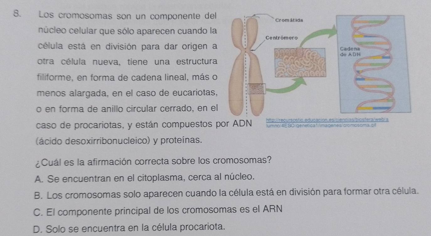 Los cromosomas son un componente del
núcleo celular que sólo aparecen cuando l
célula está en división para dar origen 
otra célula nueva, tiene una estructura
filiforme, en forma de cadena lineal, más 
menos alargada, en el caso de eucariotas
o en forma de anillo circular cerrado, en e
caso de procariotas, y están compuestos por ADN 
lumno/4ESO/genetica1/imagenes/cromosoma.qif
(ácido desoxirribonucleico) y proteínas.
¿Cuál es la afirmación correcta sobre los cromosomas?
A. Se encuentran en el citoplasma, cerca al núcleo.
B. Los cromosomas solo aparecen cuando la célula está en división para formar otra célula.
C. El componente principal de los cromosomas es el ARN
D. Solo se encuentra en la célula procariota.