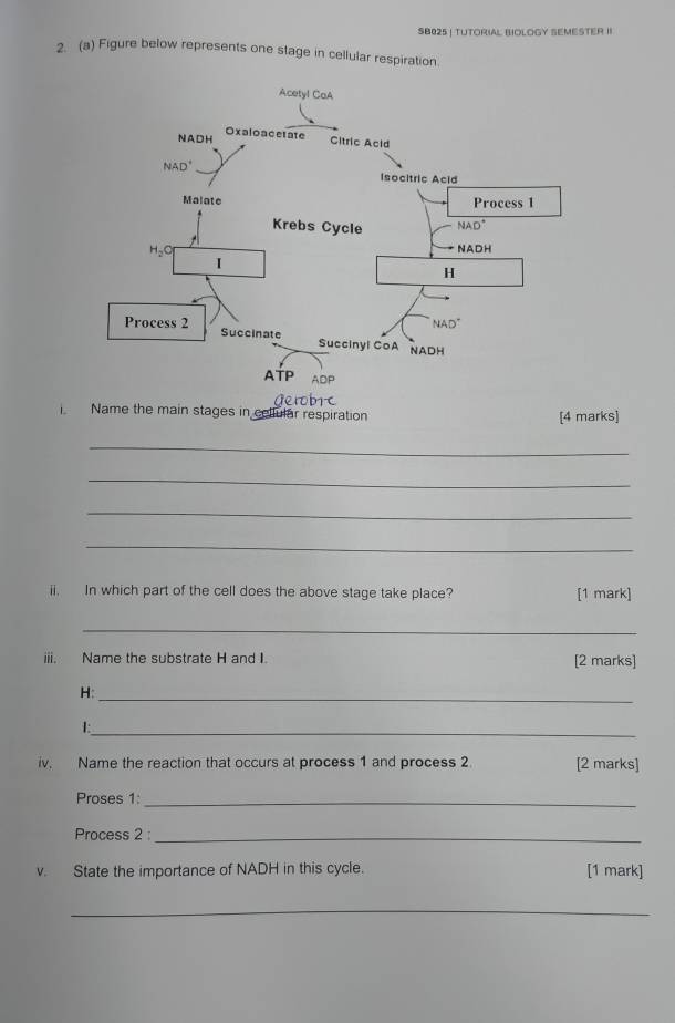 SB025 | TUTORIAL BIOLOGY SEMESTER II
2. (a) Figure below represents one stage in cellular respiration.
gerobrc
Name the main stages in cellular respiration
[4 marks]
_
_
_
_
ii. In which part of the cell does the above stage take place? [1 mark]
_
iii. Name the substrate H and I. [2 marks]
H:_
1:_
iv. Name the reaction that occurs at process 1 and process 2. [2 marks]
Proses 1:_
Process 2 :_
v. State the importance of NADH in this cycle. [1 mark]
_