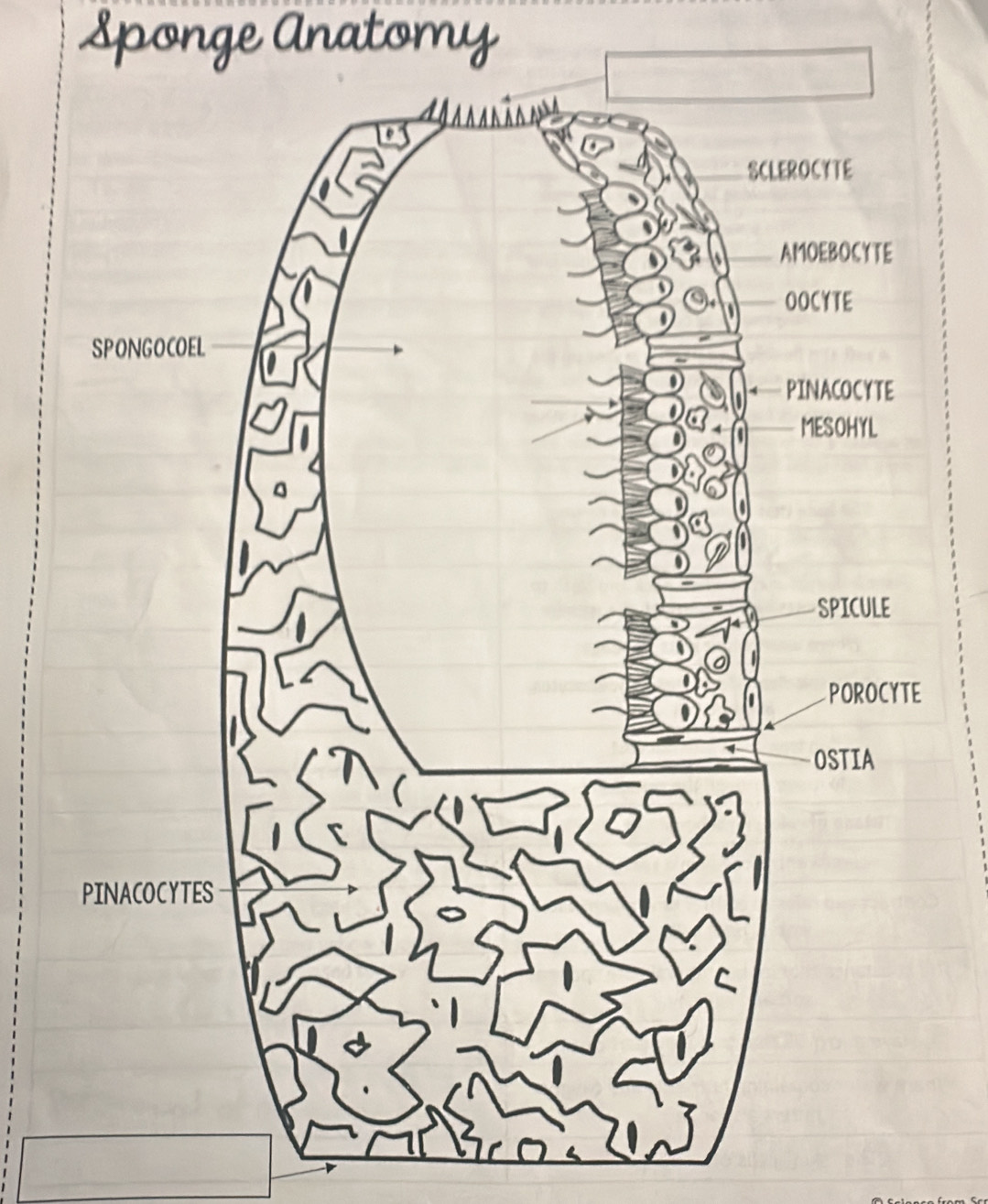 Sponge Anatomy