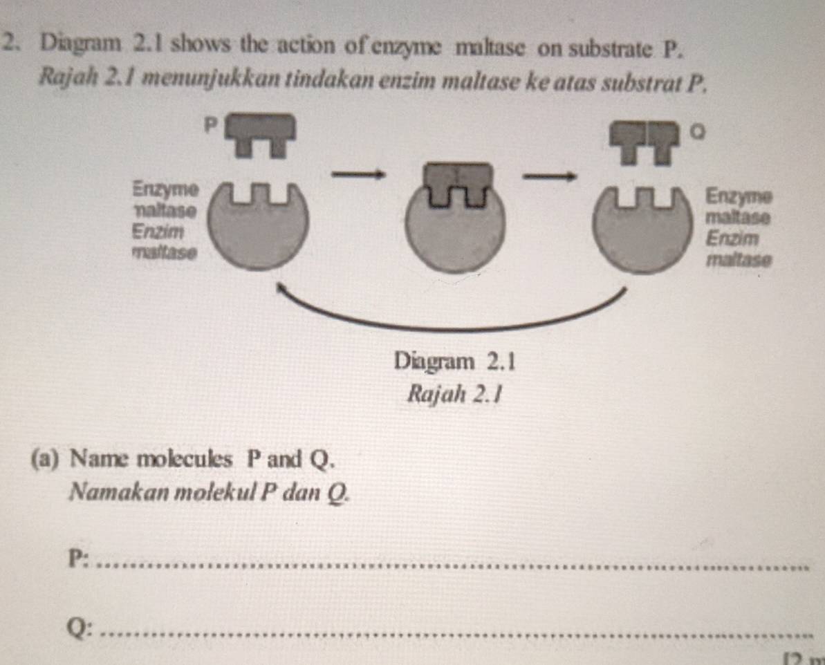 Diagram 2.1 shows the action of enzyme maltase on substrate P. 
Rajah 2.1 menunjukkan tindakan enzim maltase ke atas substrat P, 
(a) Name molecules P and Q. 
Namakan molekul P dan Q. 
P:_ 
Q:_ 
D