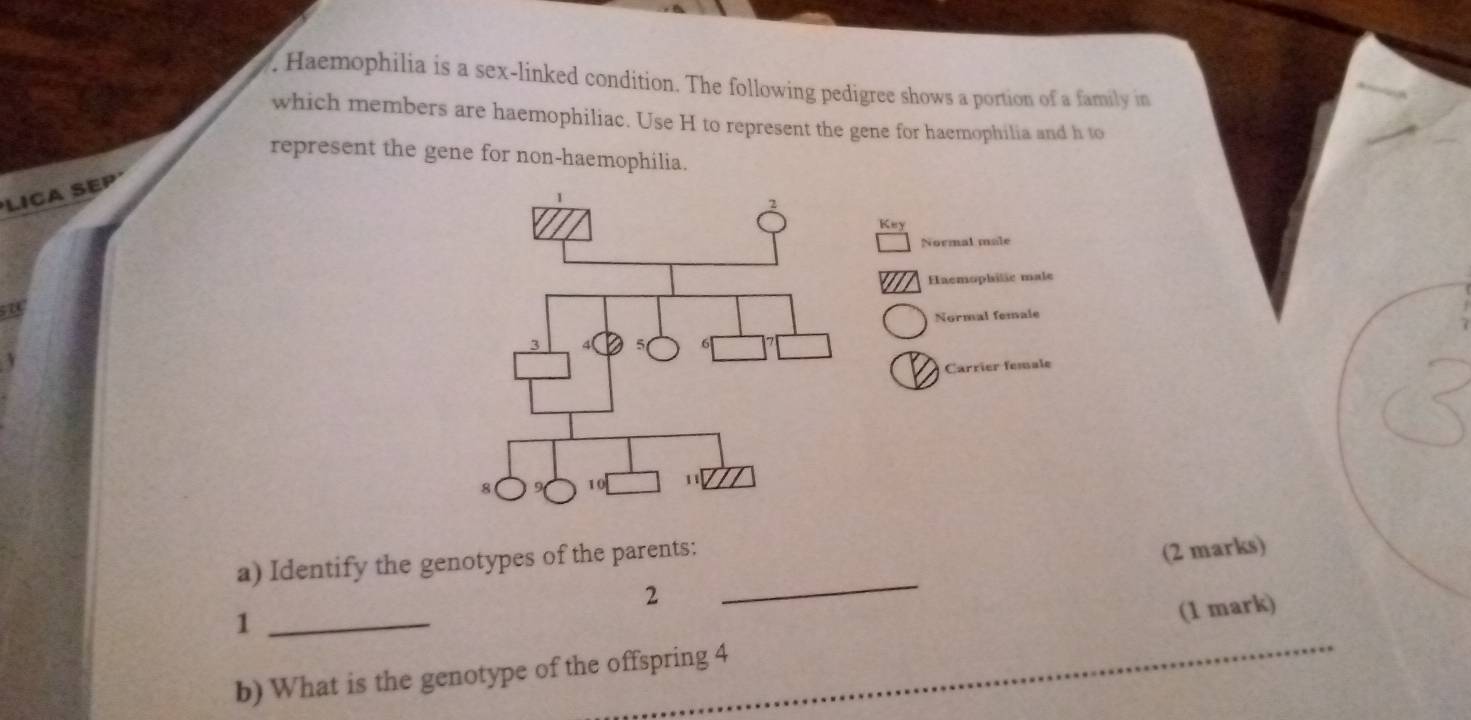 Haemophilia is a sex-linked condition. The following pedigree shows a portion of a family in 
which members are haemophiliac. Use H to represent the gene for haemophilia and h to 
represent the gene for non-haemophilia. 
LICA SEP 
Key 
Normal male 
Haemophiläc male 
su 
Normal female 
Carrier female 
_ 
a) Identify the genotypes of the parents: 
(2 marks) 
2 
1 
b) What is the genotype of the offspring 4 _(1 mark)