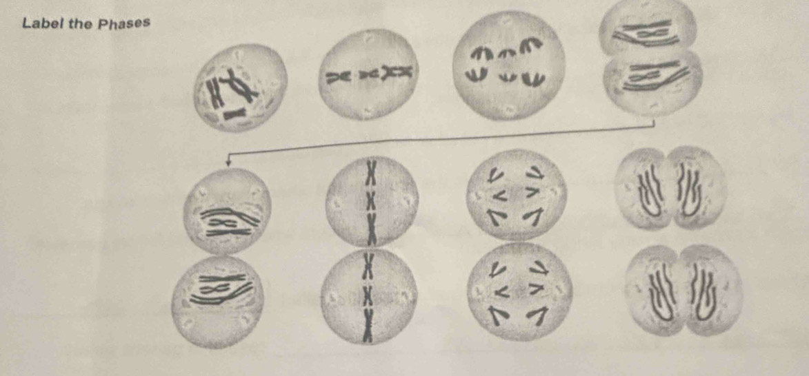 Label the Phases 
te