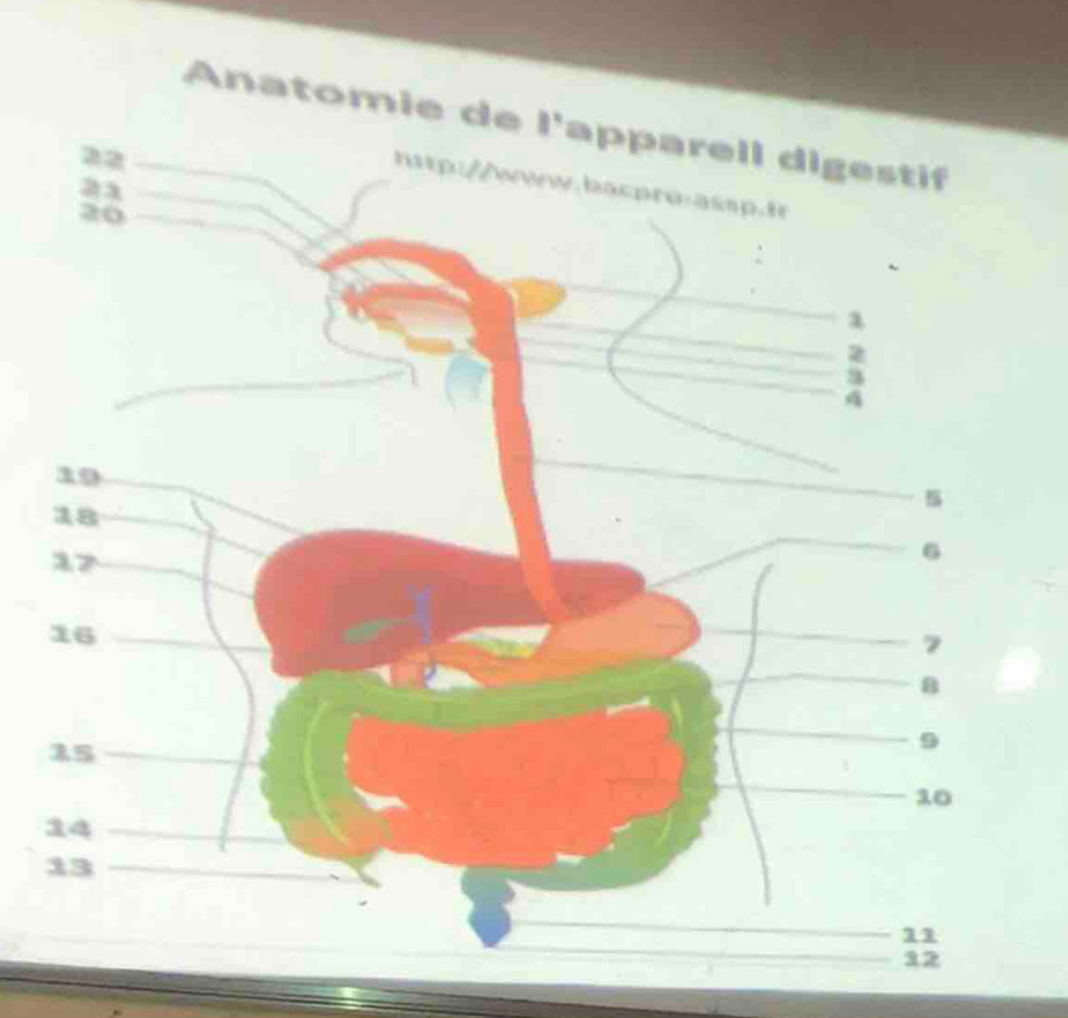 Anatomie de