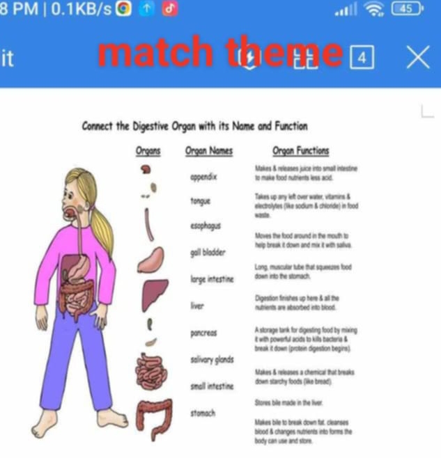 PM | 0.1KB/s a 45 
a 
it 
match theme⊥ x 
Connect the Digestive Organ with its Name and Function 
Organs Organ Names Organ Functions 
Makes & releases juice into small intestne 
appendix to make food nutrients less acid. 
tongue Takes up any left over water, vitlamins & 
electrolytes (like sodium & chloride) in food 
waste 
esophagus 
Moves the food around in the mouth to 
gall bladder help break it down and mix it with saliva. 
Long, muscular tube that squeezes food 
lorge intestine down into the stomach. 
Digestion finishes up here & all the 
liver nutrients are absorbed into blood. 
pancreas A storage tank for digesting food by mixing 
it with powerful acids to kills bacteria & 
break it down (protein digestion begirs). 
salivary glands 
Makes & releases a chemical that breaks 
small intestine down starchy foods (like bread) 
Stores bile made in the liver 
stomach 
Makes bile to break down fat, cleanses 
blood & changes nutrients into forms the 
body can use and store.