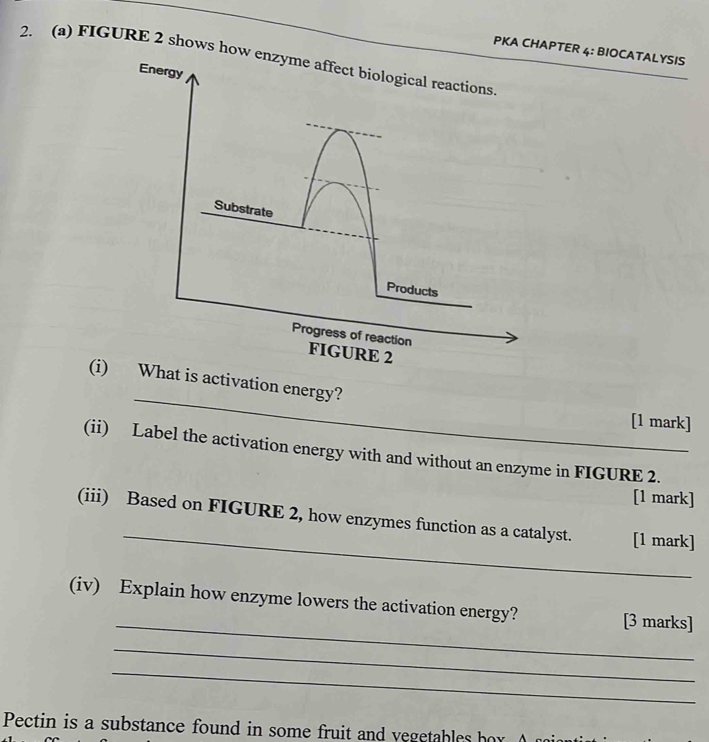 PKA CHAPTER 4: BIOCATALYSIS 
2. (a) FIGURE 2 shows how 
_ 
(i)hat is activation energy? 
[1 mark] 
(ii) Label the activation energy with and without an enzyme in FIGURE 2. 
[1 mark] 
_ 
(iii) Based on FIGURE 2, how enzymes function as a catalyst. [1 mark] 
_ 
(iv) Explain how enzyme lowers the activation energy? [3 marks] 
_ 
_ 
Pectin is a substance found in some fruit and vegetables bor