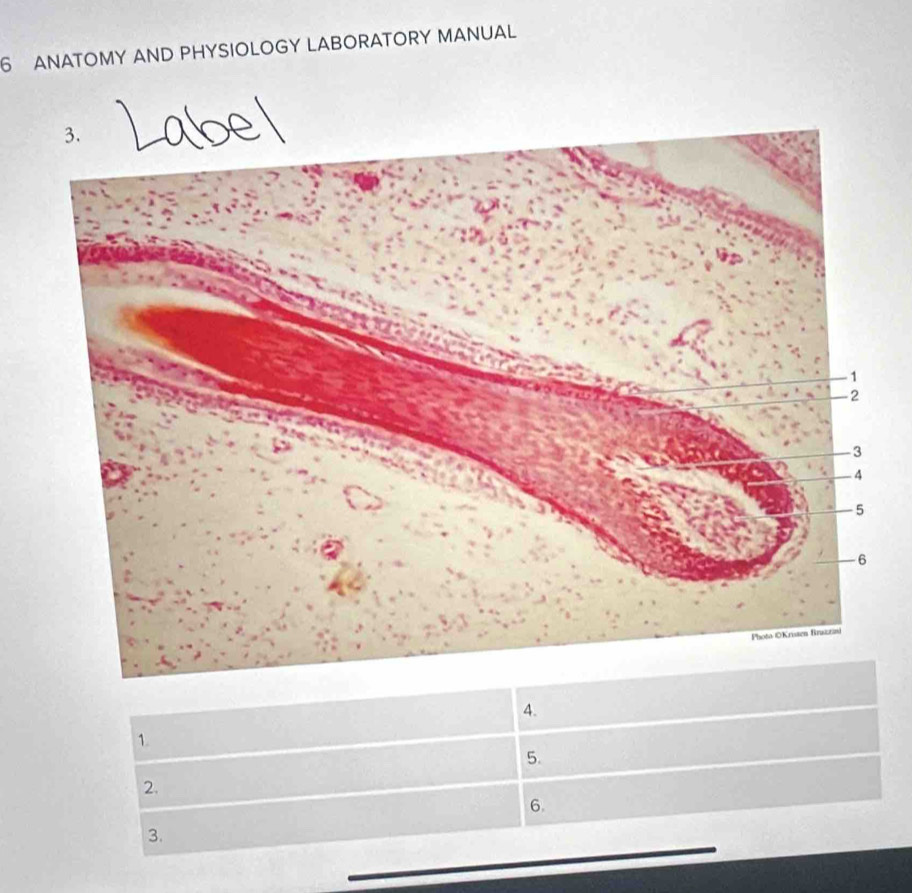 ANATOMY AND PHYSIOLOGY LABORATORY MANUAL 
4. 
1. 
5. 
2. 
6 
3.