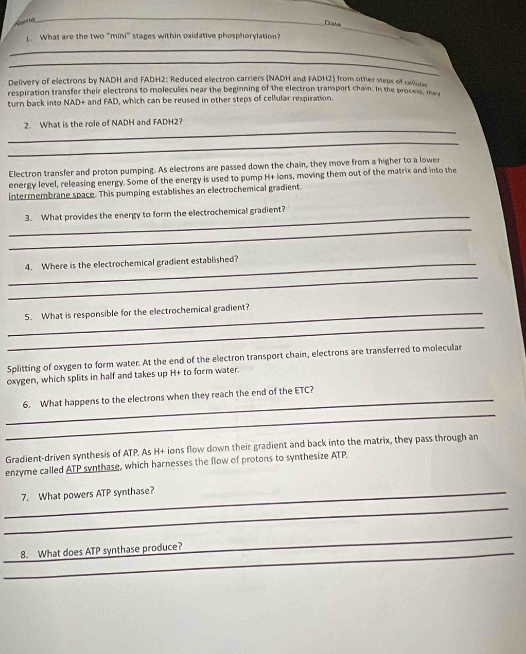 Kamo 
_ 
_Date 
What are the two "mini" stages within oxidative phosphorylation? 
_ 
_ 
Delivery of electrons by NADH and FADH2: Reduced electron carriers (NADH and FADH2) from other steps of celu 
respiration transfer their electrons to molecules near the beginning of the electron transport chain. In the process t 
turn back into NAD+ and FAD, which can be reused in other steps of cellular respiration. 
_ 
2. What is the role of NADH and FADH2? 
_ 
Electron transfer and proton pumping. As electrons are passed down the chain, they move from a higher to a lower 
energy level, releasing energy. Some of the energy is used to pump H+ ions, moving them out of the matrix and into the 
intermembrane space. This pumping establishes an electrochemical gradient. 
_3. What provides the energy to form the electrochemical gradient? 
_ 
_4. Where is the electrochemical gradient established? 
_ 
_ 
_5. What is responsible for the electrochemical gradient? 
Splitting of oxygen to form water. At the end of the electron transport chain, electrons are transferred to molecular 
oxygen, which splits in half and takes up H+ to form water. 
_ 
_6. What happens to the electrons when they reach the end of the ETC? 
Gradient-driven synthesis of ATP. As H+ ions flow down their gradient and back into the matrix, they pass through an 
enzyme called ATP synthase, which harnesses the flow of protons to synthesize ATP. 
_ 
_7. What powers ATP synthase? 
_ 
_ 
_8. What does ATP synthase produce?