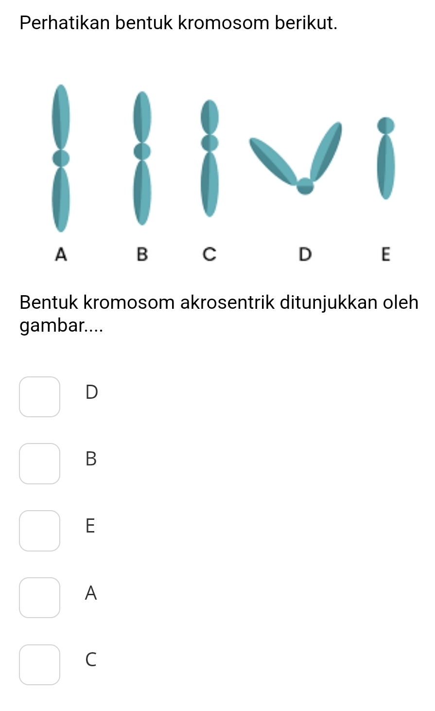 Perhatikan bentuk kromosom berikut.
Bentuk kromosom akrosentrik ditunjukkan oleh
gambar....
D
B
E
A
C