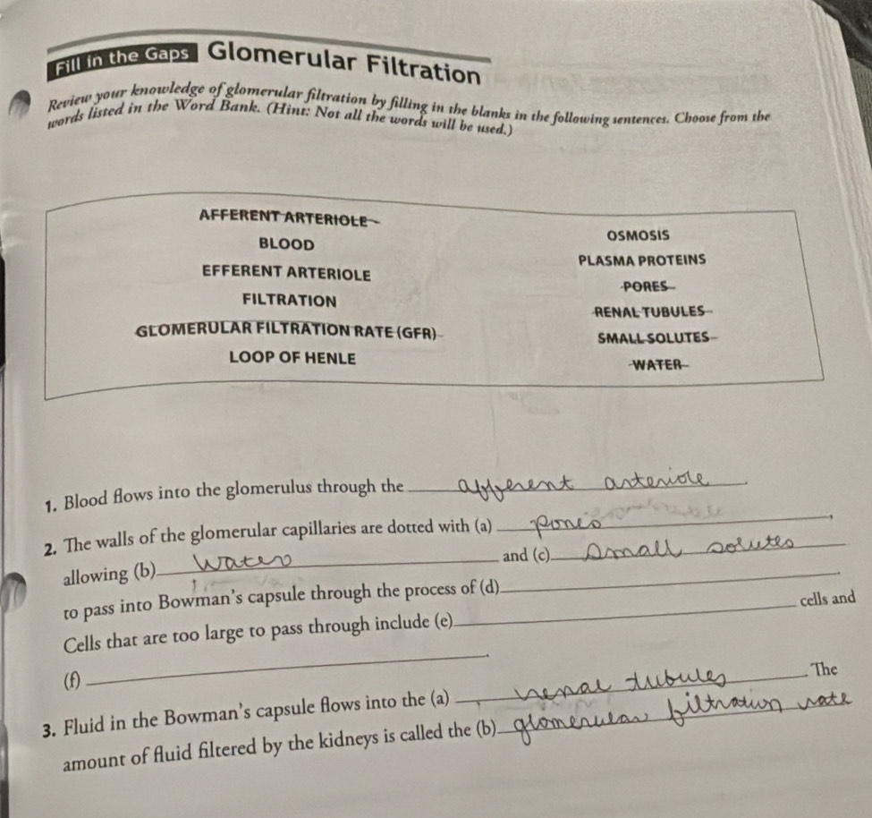 Fill in the Gaps | Glomerular Filtration 
Review your knowledge of glomerular filtration by filling in the blanks in the following sentences. Choose from the 
words listed in the Word Bank. (Hint: Not all the words will be used.) 
AFFÉRENT ARTERIOLE 
BLOOD 
OSMOSIS 
PLASMA PROTEINS 
EFFERENT ARTERIOLE 
PORES 
FILTRATION 
RENAL TUBULES-- 
GLOMERULAR FILTRATION RATE (GFR) 
SMALL SOLUTES 
LOOP OF HENLE ·WATER- 
_ 
1. Blood flows into the glomerulus through the_ 
2. The walls of the glomerular capillaries are dotted with (a)_ 
_and (c) 
allowing (b) 
to pass into Bowman’s capsule through the process of (d) 
_ 
_ 
Cells that are too large to pass through include (e)_ cells and 
. 
(f) 
_ 
The 
3. Fluid in the Bowman’s capsule flows into the (a)_ 
amount of fluid filtered by the kidneys is called the (b)