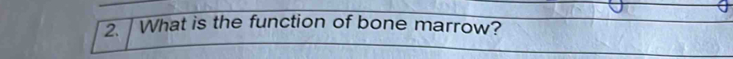 What is the function of bone marrow?