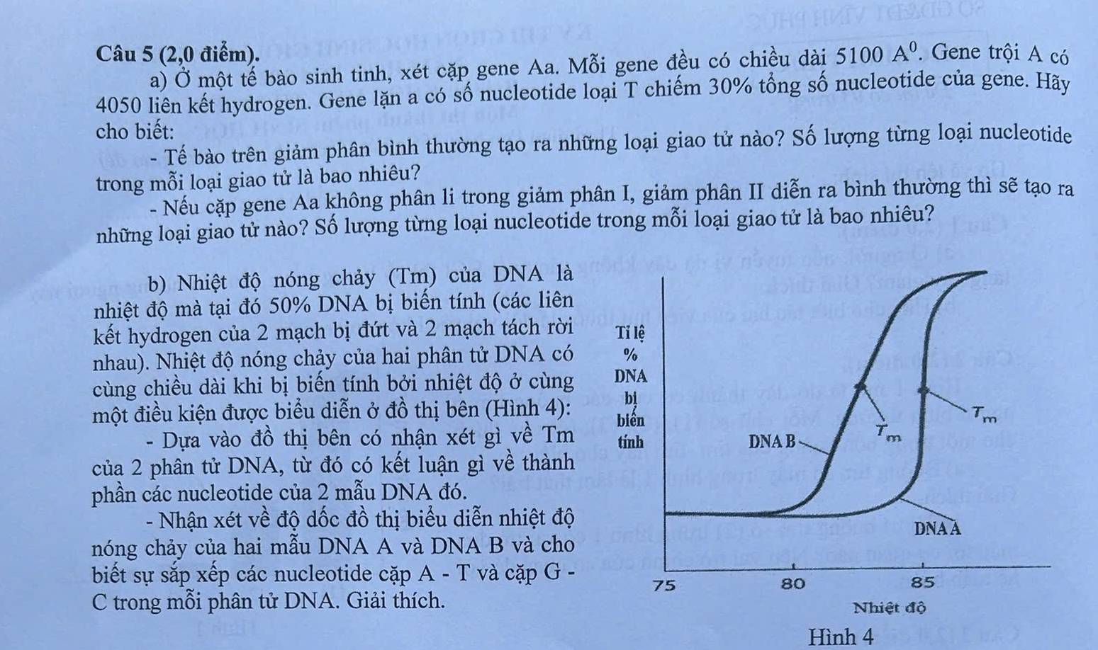 (2,0 điểm). 5100A^0. Gene trội A có
a) Ở một tế bào sinh tinh, xét cặp gene Aa. Mỗi gene đều có chiều dài
4050 liên kết hydrogen. Gene lặn a có số nucleotide loại T chiếm 30% tổng số nucleotide của gene. Hãy
cho biết:
- Tế bào trên giảm phân bình thường tạo ra những loại giao tử nào? Số lượng từng loại nucleotide
trong mỗi loại giao tử là bao nhiêu?
- Nếu cặp gene Aa không phân li trong giảm phân I, giảm phân II diễn ra bình thường thì sẽ tạo ra
những loại giao tử nào? Số lượng từng loại nucleotide trong mỗi loại giao tử là bao nhiêu?
b) Nhiệt độ nóng chảy (Tm) của DNA là
nhiệt độ mà tại đó 50% DNA bị biến tính (các liên
kết hydrogen của 2 mạch bị đứt và 2 mạch tách rời
nhau). Nhiệt độ nóng chảy của hai phân tử DNA có
cùng chiều dài khi bị biến tính bởi nhiệt độ ở cùng
một điều kiện được biểu diễn ở đồ thị bên (Hình 4):
- Dựa vào đồ thị bên có nhận xét gì về Tm
của 2 phân tử DNA, từ đó có kết luận gì về thành
phần các nucleotide của 2 mẫu DNA đó.
- Nhận xét về độ dốc đồ thị biểu diễn nhiệt độ
nóng chảy của hai mẫu DNA A và DNA B và cho
biết sự sắp xếp các nucleotide cặp A - T và cặp G -
C trong mỗi phân tử DNA. Giải thích.
Hình 4