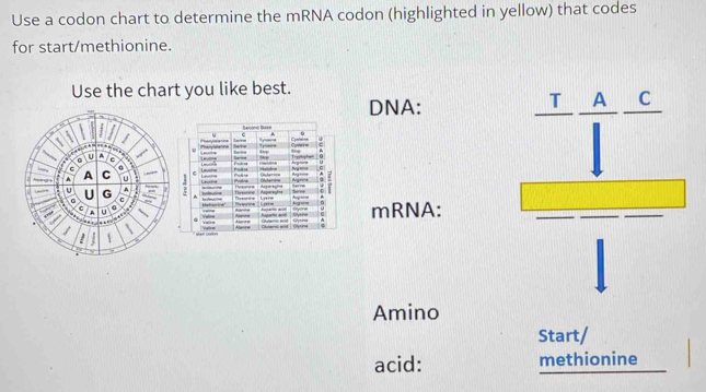 Solved: Use a codon chart to determine the mRNA codon (highlighted in ...