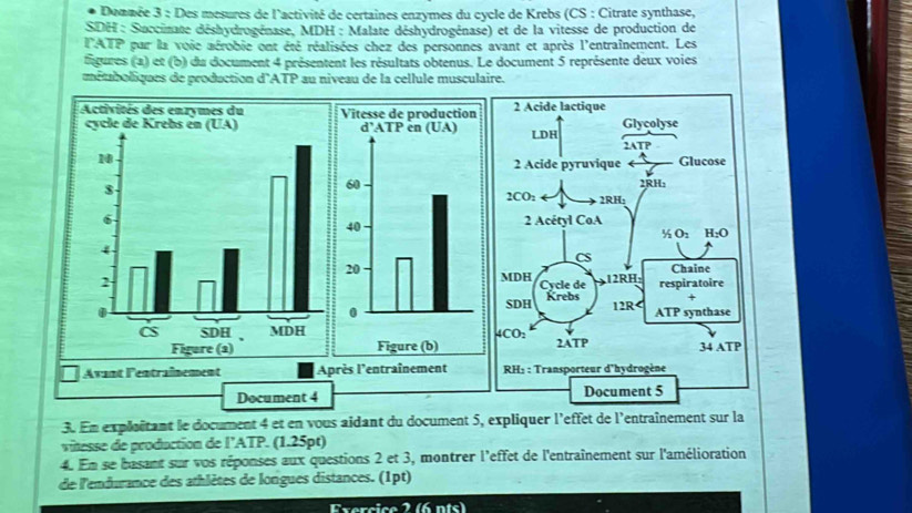 Donmée 3 : Des mesures de l'activité de certaines enzymes du cycle de Krebs (CS : Citrate synthase,
SDH : Succinate déshydrogénase, MDH : Malate déshydrogénase) et de la vitesse de production de
l'ATP par la voie aérobie ont été réalisées chez des personnes avant et après l'entraînement. Les
figures (a) et (b) du document 4 présentent les résultats obtenus. Le document 5 représente deux voies
métuboliques de production d'ATP au niveau de la cellule musculaire.
Avant Fentraînement Après l'entraînement 
Document 4 
3. En exploîtant le document 4 et en vous aidant du document 5, expliquer l'effet de l'entraînement sur la
vitesse de production de l’ATP. (1.25pt)
4. En se basant sur vos réponses aux questions 2 et 3, montrer l'effet de l'entraînement sur l'amélioration
de l'endurance des athlètes de longues distances. (1pt)
Exercice 2 (6 nts)