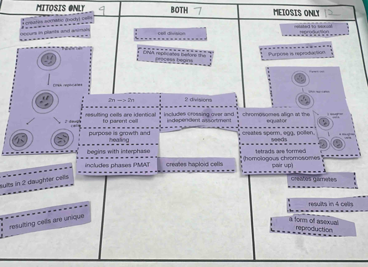 MITOSIS ONLY BOTH MEIOSIS ONLY 
* creates somatic (body) cells 
related to sexual 
occurs in plants and animals 
cell division reproduction 
DNA replicates before the 
Purpose is reproduction 
process begins 
Farent cal 
DNA replicates 
DNA repucates
2n->2n 2 divisions 
resulting cells are identical includes crossing over and chromosomes align at the 2 däughte 
cols
2 daug to parent cell independent assortment equator 
purpose is growth and creates sperm, egg, pollen, 4 däughter 
healing seeds cels 
begins with interphase tetrads are formed 
(homologous chromosomes 
includes phases PMAT creates haploid cells pair up) 
sults in 2 daughter cells 
creates gametes 
results in 4 cells 
resulting cells are unique 
a form of asexual 
reproduction
