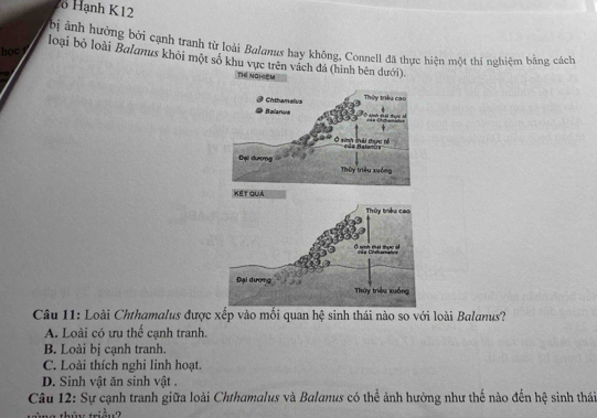 2ổ Hạnh K12
bị ảnh hưởng bởi cạnh tranh từ loài Balamus hay không, Connell đã thực hiện một thí nghiệm bằng cách
học 
loại bỏ loài Balanus khôi một số khu vực trên vách đá (hình bên dưới).
Th nomem
Câu 11: Loài Chthamalus được xếp vào mối quan hệ sinh thái nào so với loài Balanus?
A. Loài có ưu thể cạnh tranh.
B. Loài bị cạnh tranh.
C. Loài thích nghi linh hoạt.
D. Sinh vật ăn sinh vật .
Câu 12: Sự cạnh tranh giữa loài Chthamalus và Balanus có thể ảnh hưởng như thế nào đến hệ sinh thái