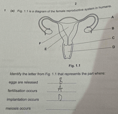 2 
1 (a) Fig. 1.1 is a diagram of the female reproductive system in humans. 
Identify the letter from Fig. 1.1 that represents the part where: 
eggs are released_ 
fertilisation occurs_ 
implantation occurs_ 
meiosis occurs_