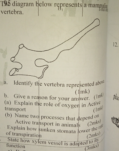 T95 diagram below represents a mammalia 
vertebra. 
otal d 
12. 
a. Identify the vertebra represented above. 
(1mk) 
b. Give a reason for your answer. (1mk) plut 
(a) Explain the role of oxygen in Active 
transport (1mk) 
(b) Name two processes that depend on 
Active transport in animals (2mks) 
Explain how sunken stomata lower the ra 
of transpiration (2mks) 
State how xylem vessel is adapted to its 
function 
(3mks)