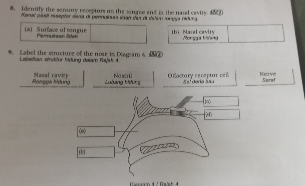 Identify the sensory receptors on the tongue and in the nasal cavity. ②
Kenal pasti reseptor deria di permukaan lidah dan di dalam rongga hidung.
(a) Surface of tongue
(b) Nasal cavity
Permukaan lidah
Rongga hidung
9. Label the structure of the nose in Diagram 4. ②
Labelkan struktur hidung dalam Rajah 4.
Nasal cavity Nostril Olfactory receptor cell Nerve
Rongga hidung Lubang hidung Sel deria bau Saraf
(c)
(d)
(a)
(b)
Diagram 4 / Raiah 4