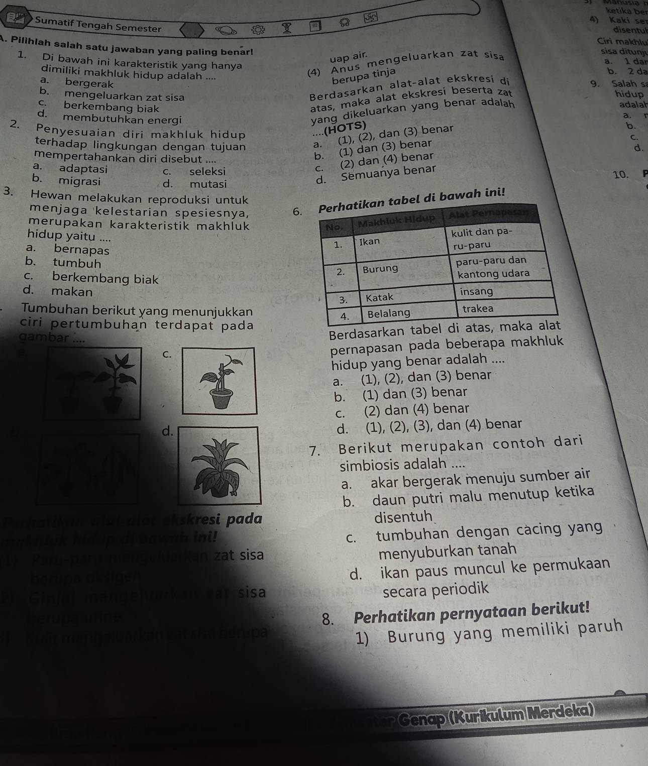 ketika ber
4) Kaki ser
Sumatif Tengah Semester
disentul
Ciri makhlu
A. Pilihlah salah satu jawaban yang paling benar!
uap air.
1. Di bawah ini karakteristik yang hanya
dimiliki makhluk hidup adalah ....
(4) Anus mengeluarkan zat sisa
sisa ditunj
a. 1 dar
berupa tinja
b. 2 da
a. bergerak 9. Salah s
Berdasarkan alatçalat ekskresi di
b. mengeluarkan zat sisa adalah
c. berkembang biak
atas, maka alat ekskresi beserta zat
hidup
d. membutuhkan energi
yang dikeluarkan yang benar adalah
a.
2. Penyesuaian diri makhluk hidup
....(HOTS)
a. ` (1), (2), dan (3) benar
b.
C.
terhadap lingkungan dengan tujuan d.
mempertahankan diri disebut ....
b. (1) dan (3) benar
a. adaptasi
c. (2) dan (4) benar
c. seleksi 10.
b. migrasi
d. mutasi
d. Semuanya benar
3. Hewan melakukan reproduksi untuk
menjaga kelestarian spesiesnya, 6bawah ini!
merupakan karakteristik makhluk 
hidup yaitu ....
a. bernapas
b. tumbuh
c. berkembang biak
d. makan 
Tumbuhan berikut yang menunjukkan
ciri pertumbuhan terdapat pada
gambar ....
Berdasarkan ta
C.
pernapasan pada beberapa makhluk
hidup yang benar adalah ....
a. (1), (2), dan (3) benar
b. (1) dan (3) benar
c. (2) dan (4) benar
d
d. (1), (2), (3), dan (4) benar
7. Berikut merupakan contoh dari
simbiosis adalah ....
a. akar bergerak menuju sumber air
b. daun putri malu menutup ketika
Perhatikan alat-alat ekskresi pada disentuh
makhluk hidup di bawah ini!
c. tumbuhan dengan cacing yan
1) Paru-paru mengeiuarkan zat sisa
menyuburkan tanah
berupa oksigen
d. ikan paus muncul ke permukaan
2) Ginjal mengeluarkan zat sisa
secara periodik
herupa urine
8. Perhatikan pernyataan berikut!
*) Kulit mengaluarkan zat sisa berupa
1) Burung yang memiliki paruh
Genap (Kurikulum Merdeka)