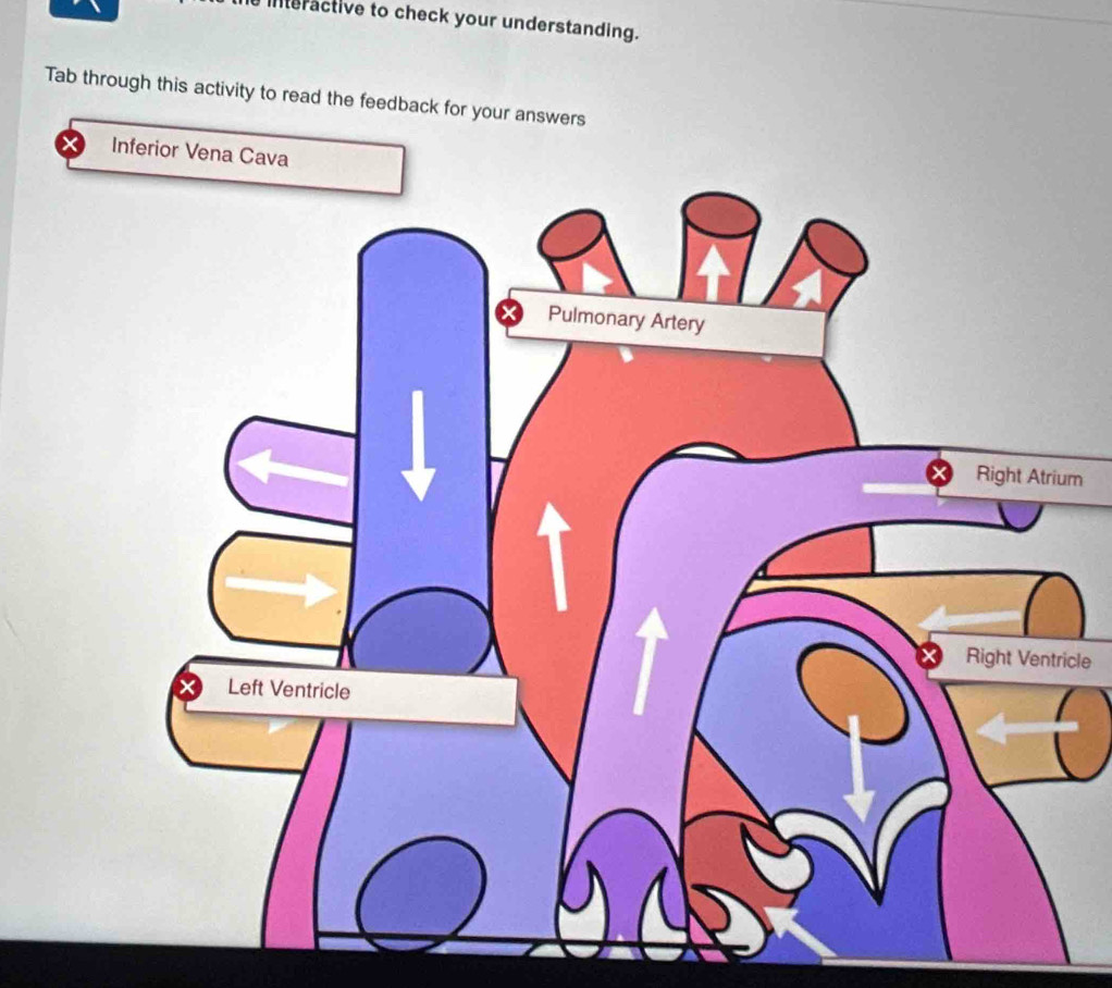 interactive to check your understanding. 
Tab through this activity to read the feedback for your answers 
Inferior Vena Cava 
m 
cle