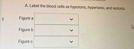 Label the blood cells as hypotonic, hypertonic, and isotonic. 
Figure a v 
Figure b v 
Figure c