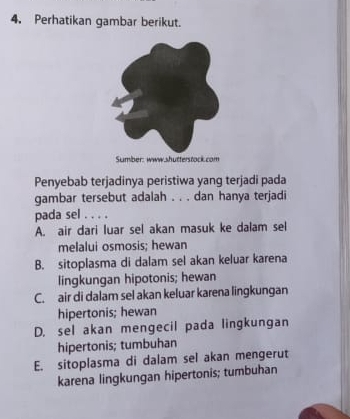 Perhatikan gambar berikut.
Penyebab terjadinya peristiwa yang terjadi pada
gambar tersebut adalah . . . dan hanya terjadi
pada sel . . . .
A. air dari luar sel akan masuk ke dalam sel
melalui osmosis; hewan
B. sitoplasma di dalam sel akan keluar karena
lingkungan hipotonis; hewan
C. air di dalam sel akan keluar karena lingkungan
hipertonis; hewan
D. sel akan mengecil pada lingkungan
hipertonis; tumbuhan
E. sitoplasma di dalam sel akan mengerut
karena lingkungan hipertonis; tumbuhan