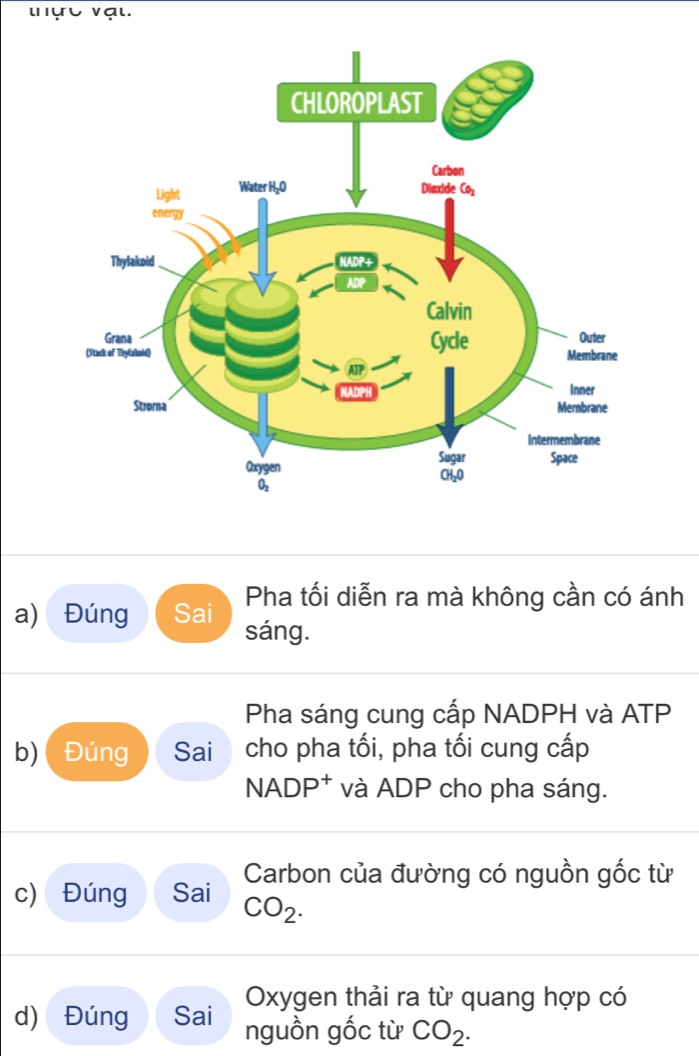 'ực vạι.
Pha tối diễn ra mà không cần có ánh
a) Đúng Sai sáng.
Pha sáng cung cấp NADPH và ATP
b)( Đúng Sai cho pha tối, pha tối cung cấp
NADP* và ADP cho pha sáng.
Carbon của đường có nguồn gốc từ
c) Đúng Sai CO_2.
Oxygen thải ra từ quang hợp có
d) Đúng Sai nguồn gốc từ CO_2.