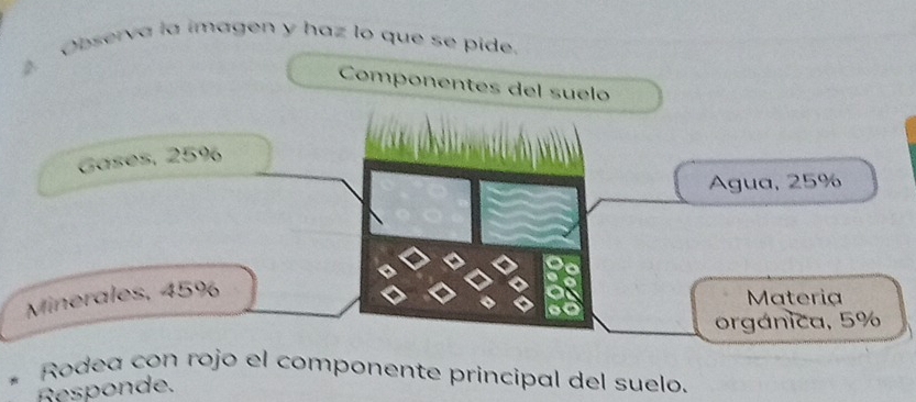 Observa la imagen y haz lo que se pide. 
Componentes del suelo 
Gases, 25%
Agua, 25%
Minerales, 45%
Materia 
orgánica, 5%
* Rodea con rojo el componente principal del suelo. 
Besponde.