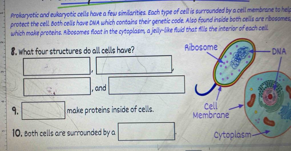 Prokaryotic and eukaryotic cells have a few similarities. Each type of cell is surrounded by a cell membrane to help 
protect the cell. Both cells have DNA which contains their genetic code. Also found inside both cells are ribosomes 
which make proteins. Ribosomes float in the cytoplasm, a jelly-like fluid that fills the interior of each cell 
8. What four structures do all cells have? 
1 
, and 
9. make proteins inside of cells. 
10. Both cells are surrounded by a