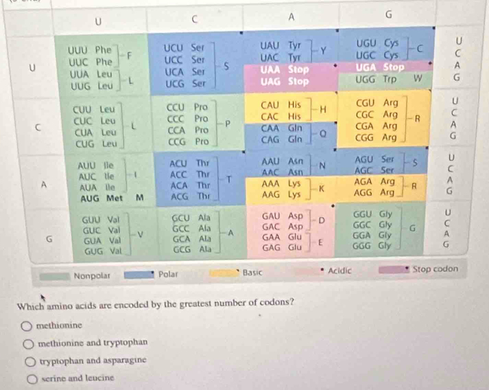 Which amino acids are encoded by the greatest number of codons?
methionine
methionine and tryptophan
tryptophan and asparagine
serine and leucine