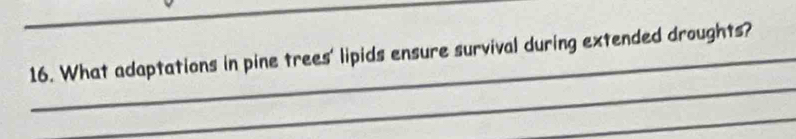 What adaptations in pine trees' lipids ensure survival during extended droughts? 
_ 
_