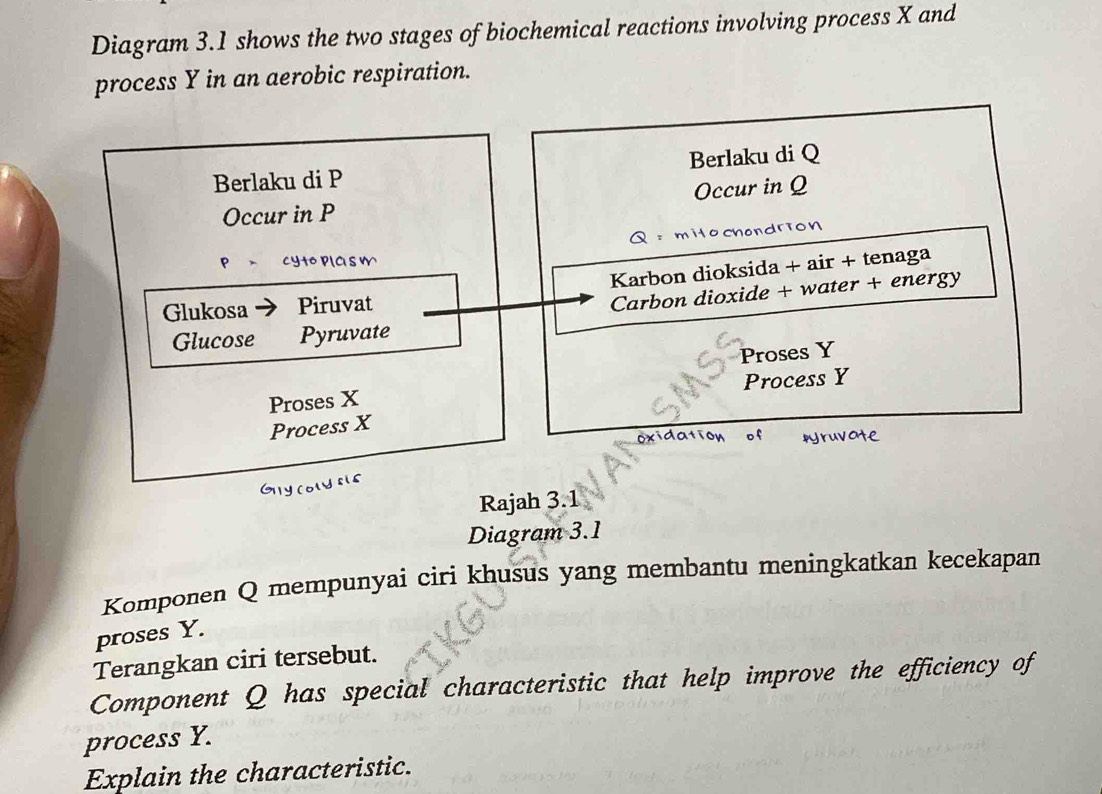 Diagram 3.1 shows the two stages of biochemical reactions involving process X and 
process Y in an aerobic respiration. 
Berlaku di P Berlaku di Q
Occur in P Occur in Q
mito cho
P Cyto Plas m
Karbon dioksida + air + tenaga 
Glukosa Piruvat 
Carbon dioxide + water + energy 
Glucose Pyruvate 
Proses Y
Proses X Process Y
Process X
Rajah 3.1 
Diagram 3.1 
Komponen Q mempunyai ciri khusus yang membantu meningkatkan kecekapan 
proses Y. 
Terangkan ciri tersebut. 
Component Q has special characteristic that help improve the efficiency of 
process Y. 
Explain the characteristic.