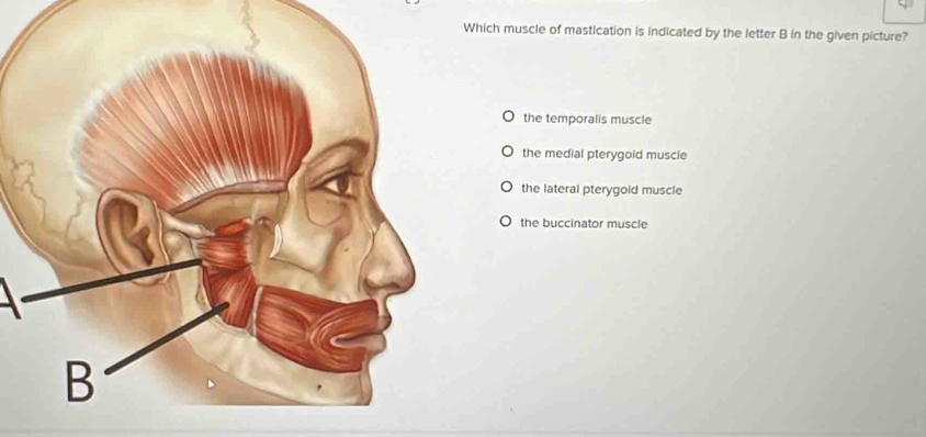 hich muscle of mastication is indicated by the letter B in the given picture?
the temporalis muscle
the medial pterygoid muscle
the lateral pterygold muscle
the buccinator muscle