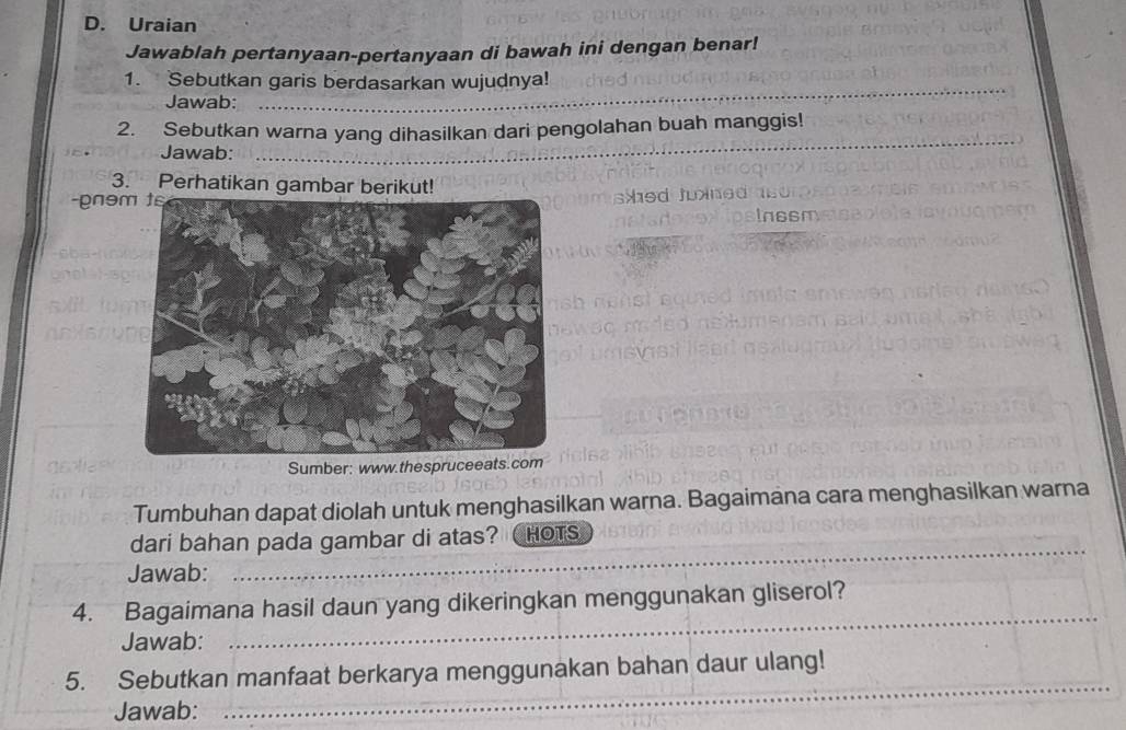 Uraian 
Jawablah pertanyaan-pertanyaan di bawah ini dengan benar! 
_ 
1. Sebutkan garis berdasarkan wujudnya! 
Jawab: 
_ 
2. Sebutkan warna yang dihasilkan dari pengolahan buah manggis! 
Jawab: 
_ 
_ 
3. Perhatikan gambar berikut! 
-gnəsxed ju 
Sumber: www.thespruceeats.com 
Tumbuhan dapat diolah untuk menghasilkan warna. Bagaimana cara menghasilkan warna 
_ 
dari bahan pada gambar di atas? HOTS 
Jawab: 
_ 
4. Bagaimana hasil daun yang dikeringkan menggunakan gliserol? 
Jawab: 
_ 
_ 
5. Sebutkan manfaat berkarya menggunakan bahan daur ulang! 
Jawab: