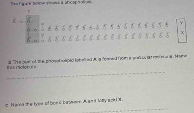 The figure below shows a phospholipid. 
i 55 ♂ 5 ह ह ⑧ ह ह ह ⑧ ह Y 
ह ह ε 8 も x
b The part of the phospholipid labelled A is formed from a particular molecule. Name 
_ 
this molecule. 
_ 
c Name the type of bond between A and fatty acid X.