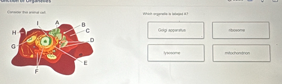 etion or Organelles
Consider this animal cell Which organelle is labeled A?
Golgi apparatus ribosome
lysosame mitochondrion