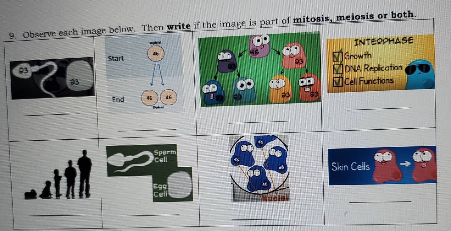 part of mitosis, meiosis or both.