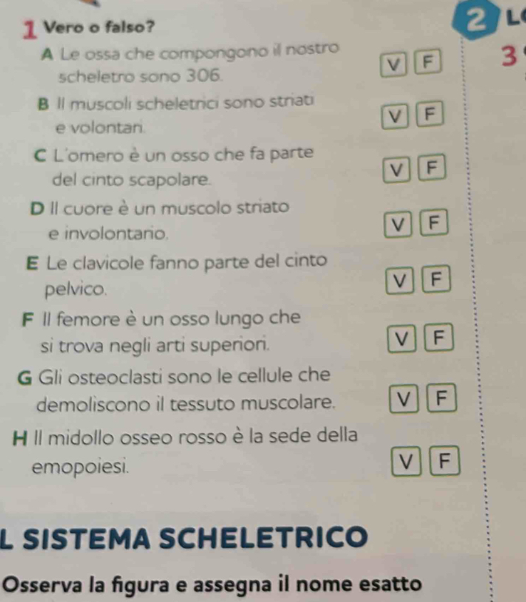 Vero o falso? 2 L
A Le ossa che compongono il nostro
V F 3
scheletro sono 306.
B ll muscoli scheletrici sono striati
V F
e volontan.
C L'omero è un osso che fa parte
V F
del cinto scapolare.
D Il cuore è un muscolo striato
e involontario.
V F
E Le clavicole fanno parte del cinto
pelvico.
V F
F Il femore è un osso lungo che
si trova negli arti superiori.
V F
G Gli osteoclasti sono le cellule che
demoliscono il tessuto muscolare. V F
H II midollo osseo rosso è la sede della
emopoiesi.
V F
L SISTEMA SCHELETRICO
Osserva la figura e assegna il nome esatto