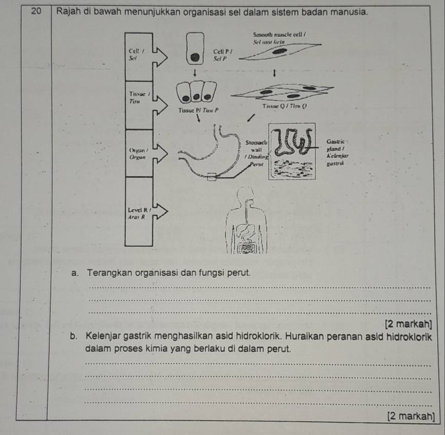 Rajah di bawah menunjukkan organisasi sel dalam sistem badan manusia. 
a. Terangkan organisasi dan fungsi perut. 
_ 
_ 
_ 
[2 markah] 
b. Kelenjar gastrik menghasilkan asid hidroklorik. Huraikan peranan asid hidroklorik 
dalam proses kimia yang berlaku di dalam perut. 
_ 
_ 
_ 
_ 
[2 markah]