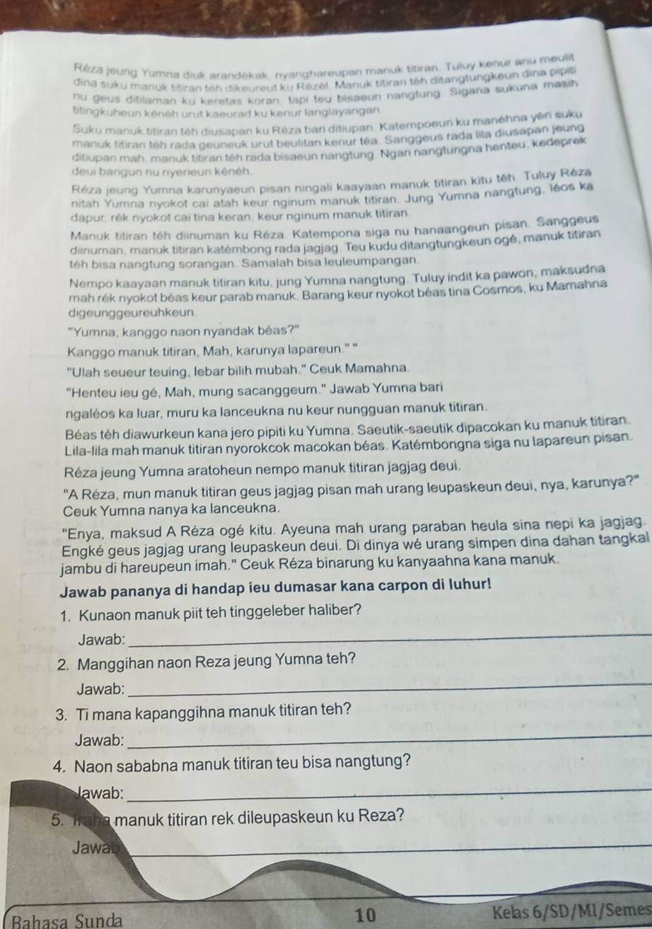 Réza jeung Yumna diuk arandékak, nyanghareupan manuk titiran. Tuluy kenur anu meulit
dina suku manuk titiran têh dikeureut ku Rézél. Manuk titiran têh ditangtungkeun đina pipit
nu geus ditilaman ku keretas koran; tapi teu bisaeun nangtung. Sigana sukuna masih
titingkuheun kénéh urut kaeurad ku kenur langlayangan
Suku manuk titiran téh diusapan ku Rêza bari ditiupan. Katempoeun ku manéhna yên suku
manuk titiran téh rada geuneuk urut beulitan kenur téa Sanggeus rada lila diusapan jeung
ditiupan mah, manuk titiran téh rada bisaeun nangtung. Ngan nangtungna henteu, kedeprek
deui bangun nu nyerieun kènéh.
Réza jeung Yumna karunyaeun pisan ningali kaayaan manuk titiran kitu têh. Tuluy Réza
nitah Yumna nyokot cai atah keur nginum manuk titiran. Jung Yumna nangtung, léos ka
dapur, rêk nyokot cai tina keran, keur nginum manuk titiran.
Manuk titiran téh diinuman ku Réza. Katempona siga nu hanaangeun pisan. Sanggeus
diinuman, manuk titiran katémbong rada jagjag. Teu kudu ditangtungkeun ogé, manuk titiran
téh bisa nangtung sorangan. Samalah bisa leuleumpangan
Nempo kaayaan manuk titiran kitu, jung Yumna nangtung. Tuluy indit ka pawon, maksudna
mah rék nyokot béas keur parab manuk. Barang keur nyokot beas tina Cosmos, ku Mamahna
digeunggeureuhkeun.
"Yumna, kanggo naon nyandak béas?"
Kanggo manuk titiran, Mah, karunya lapareun." "
"Ulah seueur teuing, lebar bilih mubah." Ceuk Mamahna.
"Henteu ieu gé, Mah, mung sacanggeum." Jawab Yumna bari
ngalėos ka luar, muru ka lanceukna nu keur nungguan manuk titiran.
Béas téh diawurkeun kana jero pipiti ku Yumna. Saeutik-saeutik dipacokan ku manuk titiran.
Lila-lila mah manuk titiran nyorokcok macokan béas. Katémbongna siga nu lapareun pisan.
Réza jeung Yumna aratoheun nempo manuk titiran jagjag deui.
"A Réza, mun manuk titiran geus jagjag pisan mah urang leupaskeun deui, nya, karunya?"
Ceuk Yumna nanya ka lanceukna.
"Enya, maksud A Réza ogé kitu. Ayeuna mah urang paraban heula sina nepi ka jagjag
Engké geus jagjag urang leupaskeun deui. Di dinya wé urang simpen dina dahan tangkal
jambu di hareupeun imah." Ceuk Réza binarung ku kanyaahna kana manuk.
Jawab pananya di handap ieu dumasar kana carpon di luhur!
1. Kunaon manuk piit teh tinggeleber haliber?
Jawab:
_
2. Manggihan naon Reza jeung Yumna teh?
Jawab:
_
3. Ti mana kapanggihna manuk titiran teh?
Jawab:
_
4. Naon sababna manuk titiran teu bisa nangtung?
wab:
_
5. Iraha manuk titiran rek dileupaskeun ku Reza?
Jawal_
Bahasa Sunda 10 Kelas 6/SD/MI/Semes