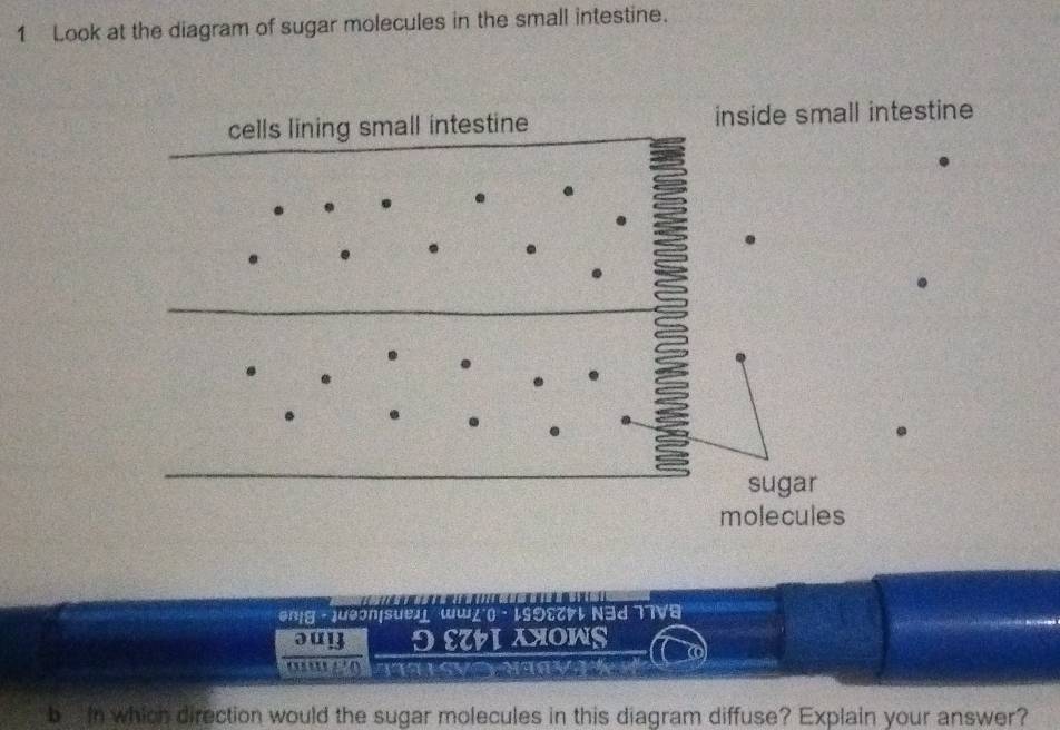 Look at the diagram of sugar molecules in the small intestine. 
cells lining small intestine inside small intestine 
. 
v 
sugar 
molecules 

en|g △ ]ueon|sue) w∠ 0 · 19crl N3d 77V8 
əu! OEWIANOWS 
a Leva na v 
b in which direction would the sugar molecules in this diagram diffuse? Explain your answer?