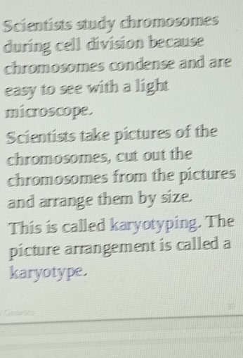 Scientists study chromosomes 
during cell division because 
chromosomes condense and are 
easy to see with a light 
microscope. 
Scientists take pictures of the 
chromosomes, cut out the 
chromosomes from the pictures 
and arrange them by size. 
This is called karyotyping. The 
picture arrangement is called a 
karyotype. 
Geseses