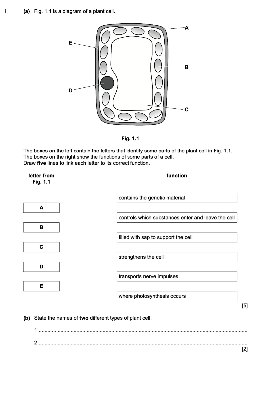 Fig. 1.1 is a diagram of a plant cell.
Fig. 1.1
The boxes on the left contain the letters that identify some parts of the plant cell in Fig. 1.1.
The boxes on the right show the functions of some parts of a cell.
Draw five lines to link each letter to its correct function.
letter from function
Fig. 1.1
contains the genetic material
A
controls which substances enter and leave the cell
B
filled with sap to support the cell
C
strengthens the cell
D
transports nerve impulses
E
where photosynthesis occurs
[5]
(b) State the names of two different types of plant cell.
_1
_2
[2]