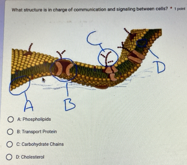 What structure is in charge of communication and signaling between cells? * 1 point
A: Phospholipids
B: Transport Protein
C: Carbohydrate Chains
D: Cholesterol