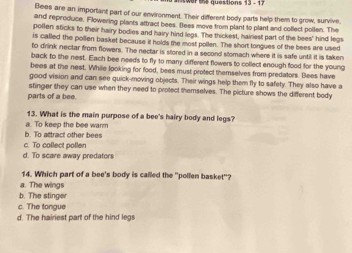 answer the questions 13 - 17
Bees are an important part of our environment. Their different body parts help them to grow, survive,
and reproduce. Flowering plants attract bees. Bees move from plant to plant and collect pollen. The
pollen sticks to their hairy bodies and hairy hind legs. The thickest, hairiest part of the bees' hind legs
is called the pollen basket because it holds the most pollen. The short tongues of the bees are used
to drink nectar from flowers. The nectar is stored in a second stomach where it is safe until it is taken
back to the nest. Each bee needs to fly to many different flowers to collect enough food for the young
bees at the nest. While looking for food, bees must protect themselves from predators. Bees have
good vision and can see quick-moving objects. Their wings help them fly to safety. They also have a
stinger they can use when they need to protect themselves. The picture shows the different body
parts of a bee.
13. What is the main purpose of a bee's hairy body and legs?
a. To keep the bee warm
b. To attract other bees
c. To collect pollen
d. To scare away predators
14. Which part of a bee's body is called the ''pollen basket''?
a. The wings
b. The stinger
c. The tongue
d. The hairiest part of the hind legs