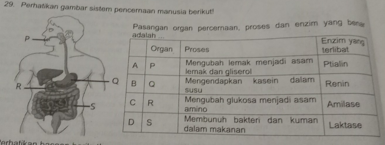 Perhatikan gambar sistem pencernaan manusia berikut! 
Pasangan organ percernaan, proses dan enzim yang bera